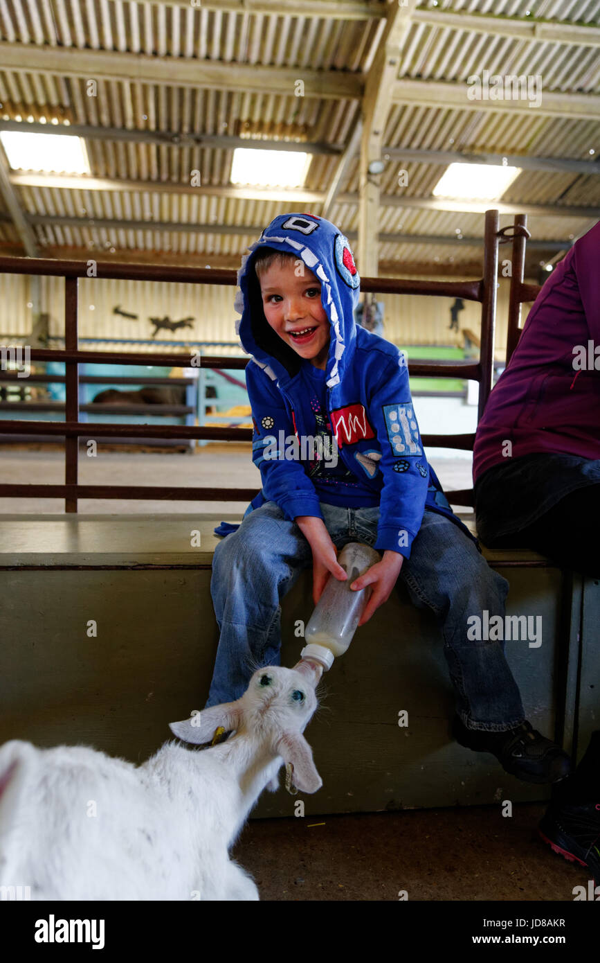 A laughing young boy (5 yr old) bottle feeding a goat at Putlake Adventure Farm nr Swanage in Dorset Stock Photo