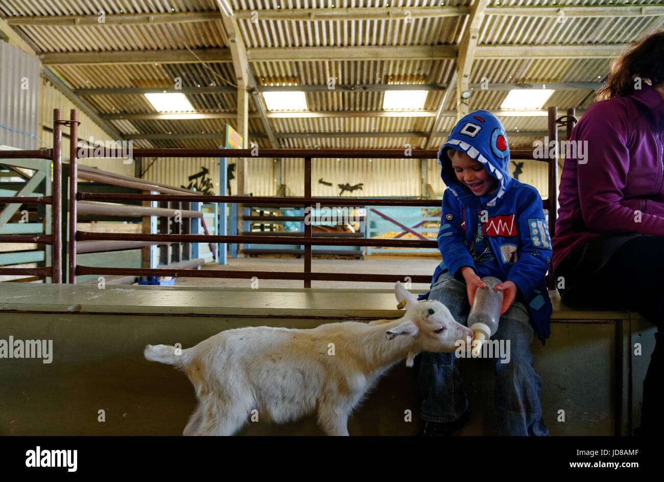 A laughing young boy (5 yr old) bottle feeding a goat at Putlake Adventure Farm nr Swanage in Dorset Stock Photo
