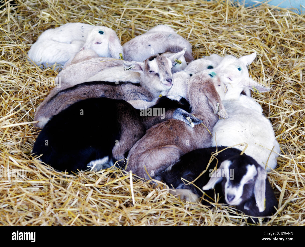 Baby goats all huddled together Stock Photo