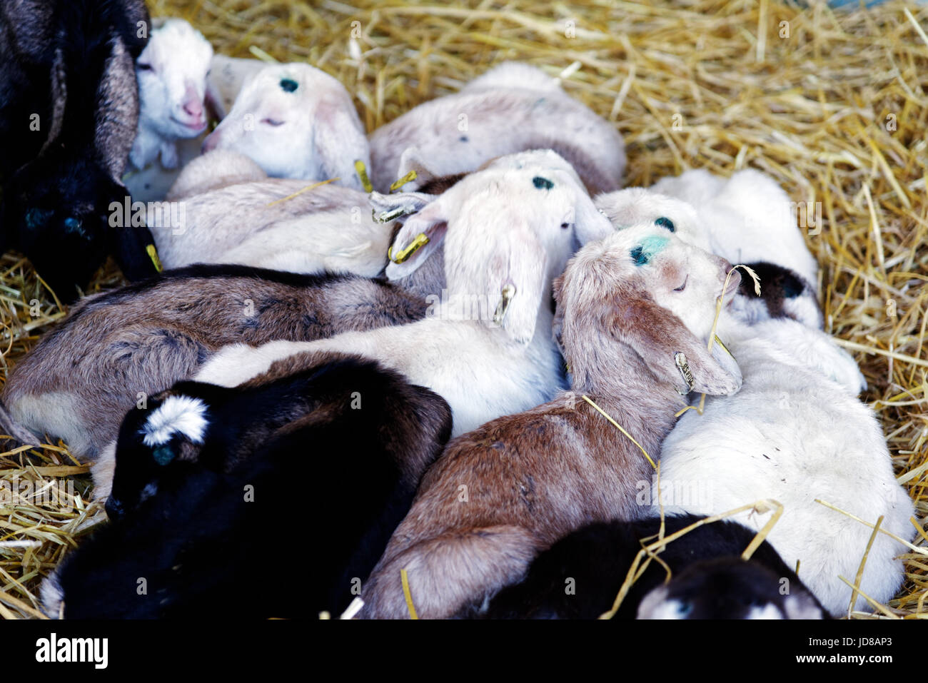 Baby goats all huddled together Stock Photo