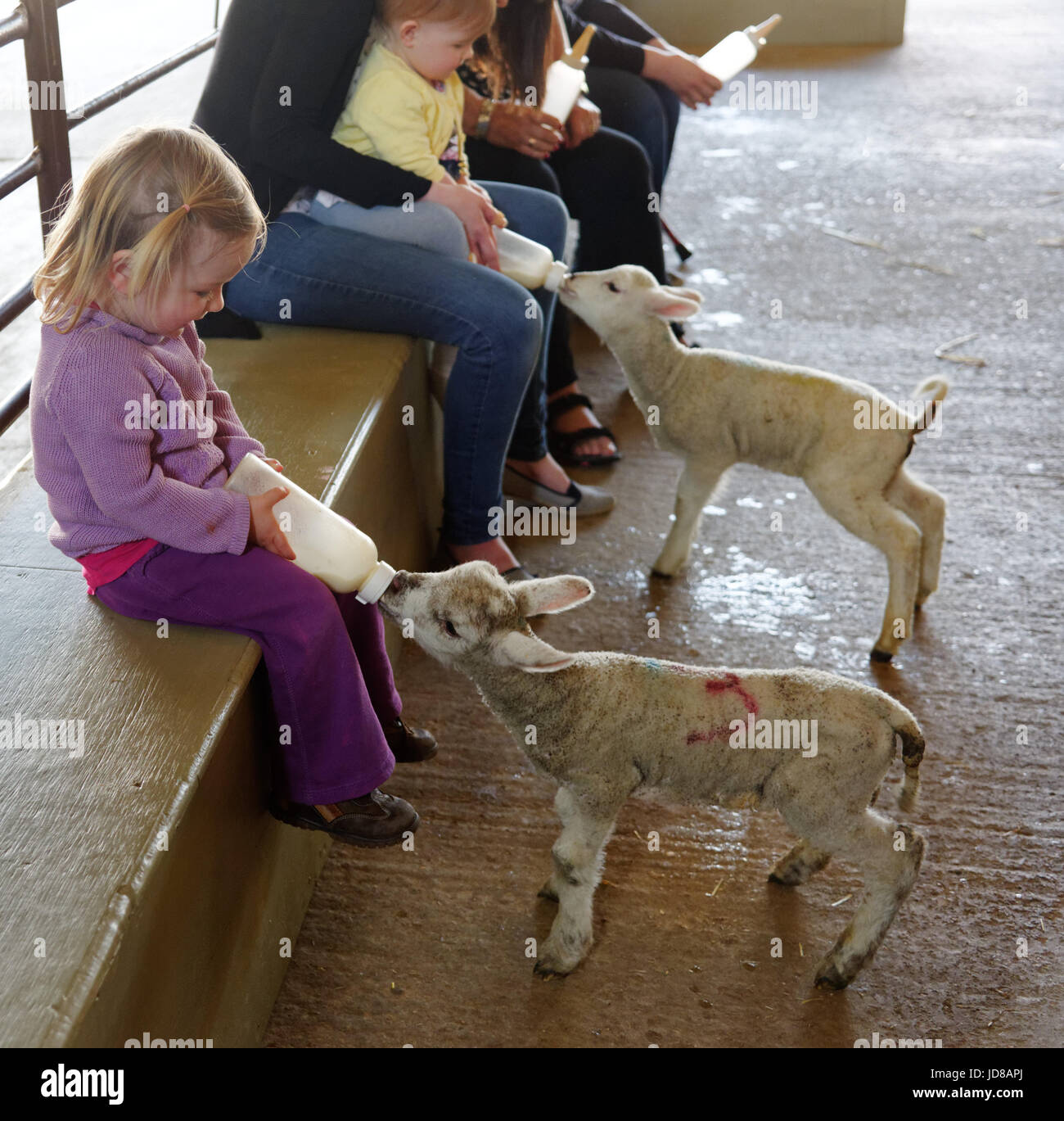 Young children bottle feeding lambs at Putlake Adventure Farm near