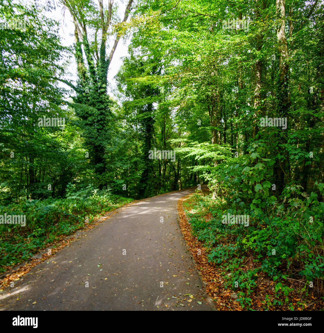 Rural road running through lush green forest with leaves on ground, Belgium. belgium europe Stock Photo