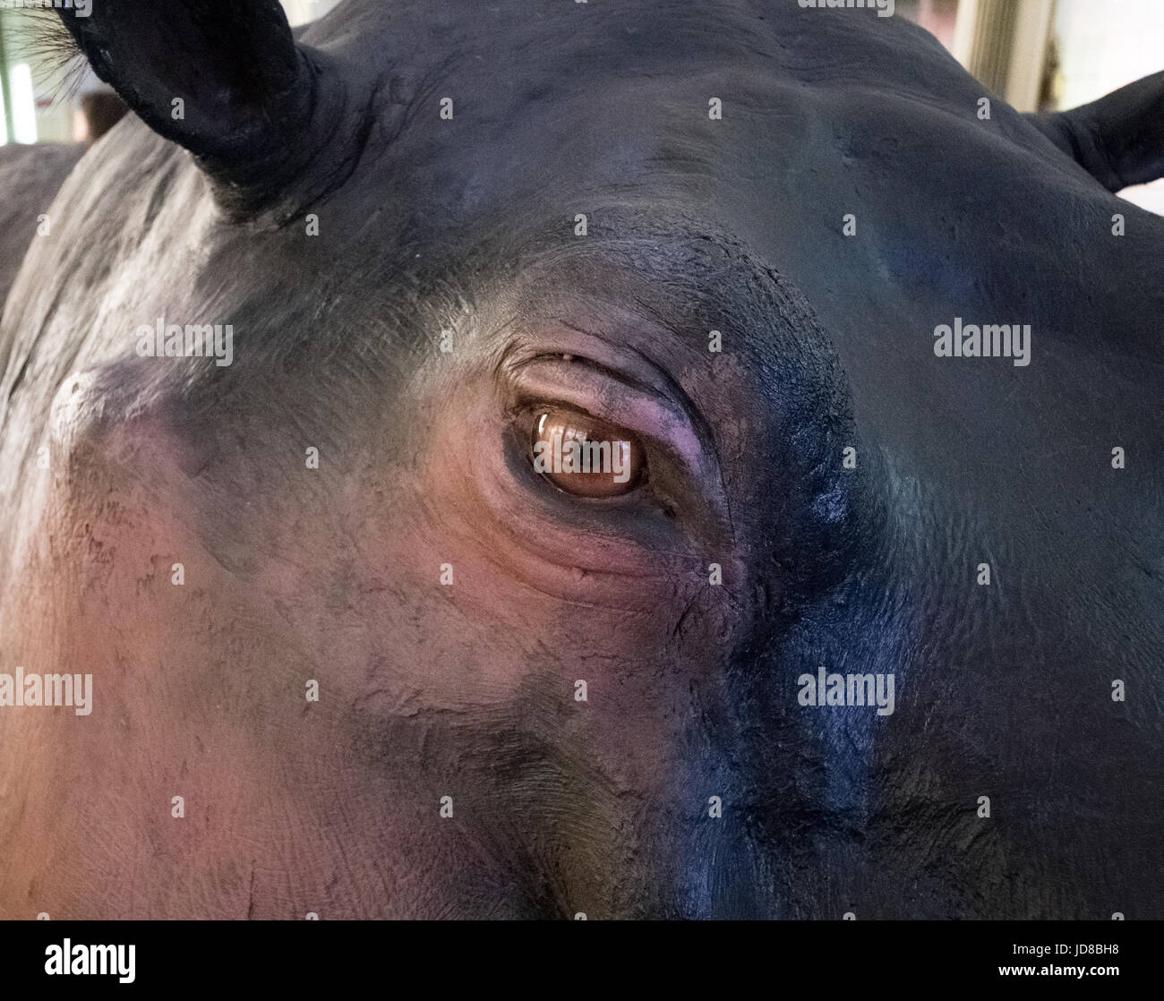 The face of a hippopotamus, close up, focus on the eye. stuffed animal isolated colour picture Stock Photo