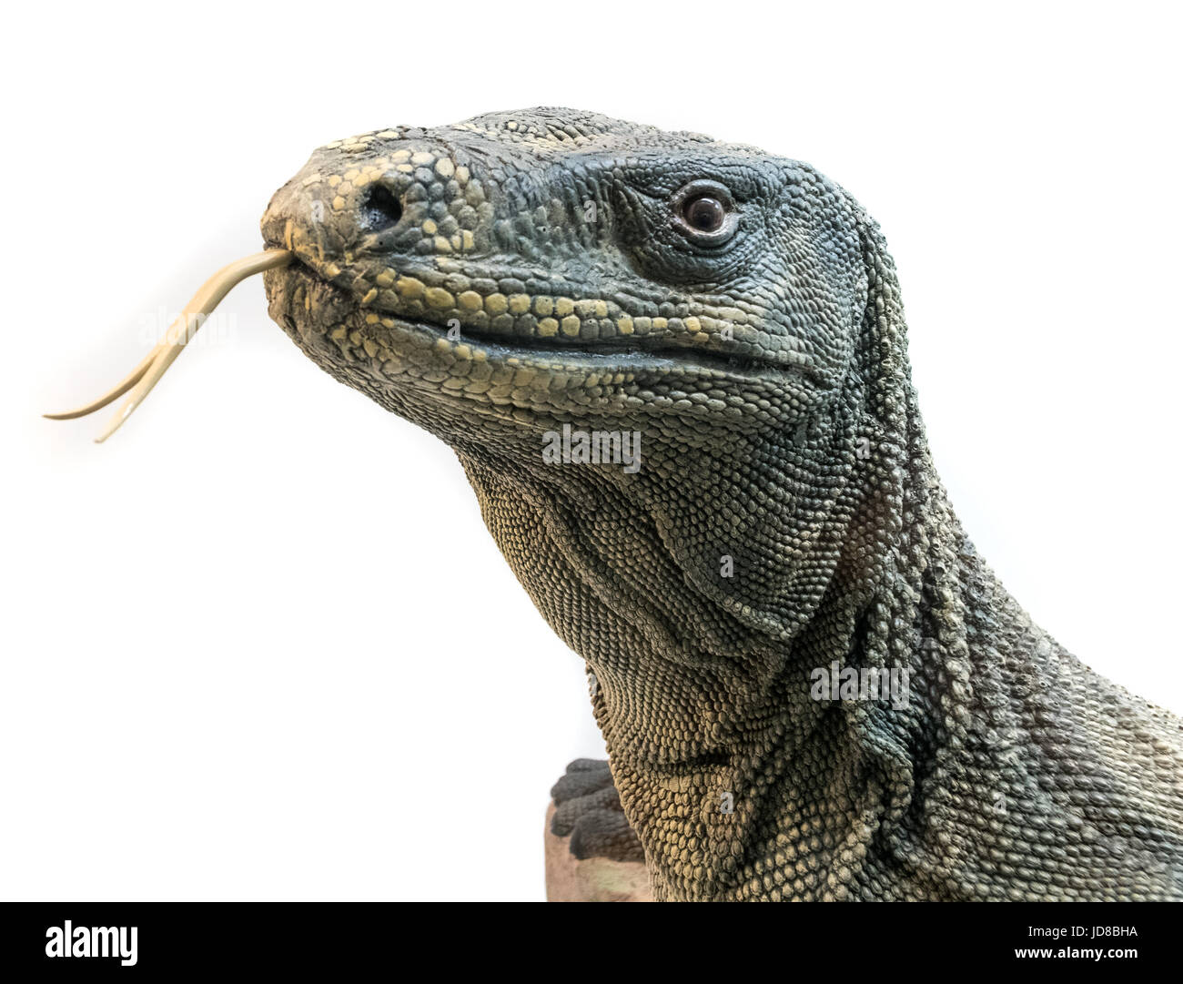 Portrait of a lizard's head with tongue sticking out, studio shot. stuffed animal isolated colour picture Stock Photo
