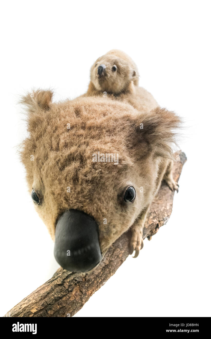 Koala with baby on its back against plain white background, studio shot. stuffed animal isolated colour picture Stock Photo