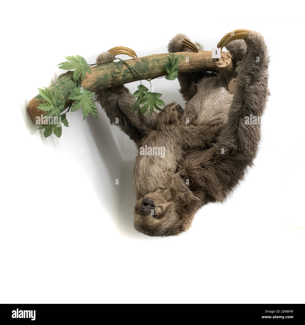 Sloth hanging upside down from branch against plain white background, studio shot. stuffed animal isolated colour picture Stock Photo