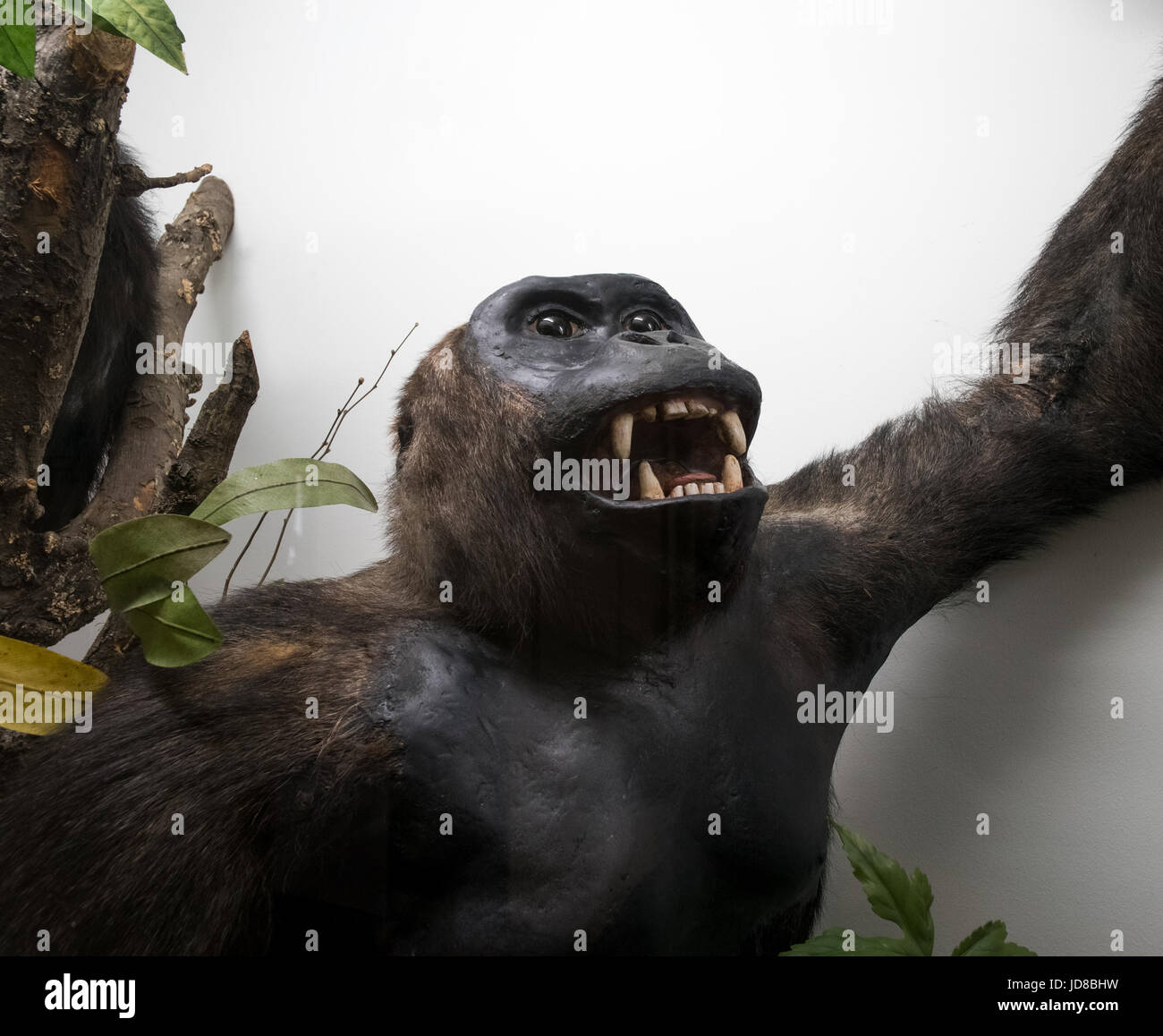 Portrait of stuffed ape with mouth open and large teeth, arm raised. stuffed animal isolated colour picture Stock Photo