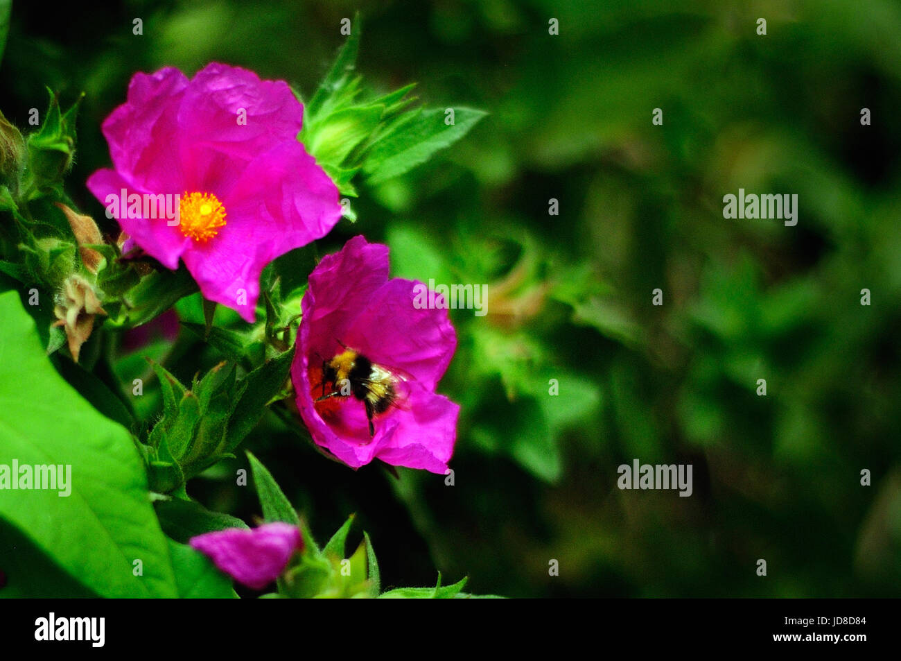 a bee on a pink Cistus flow Stock Photo