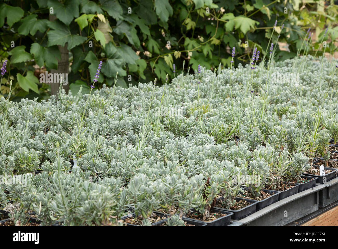 Trays of small potted lavender plants Stock Photo