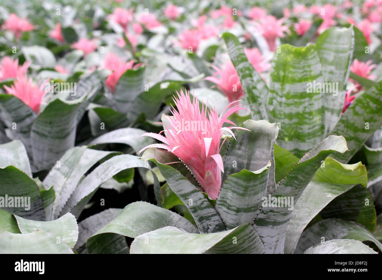 pink bromeliad guzmania magnifica flower in garden Stock Photo