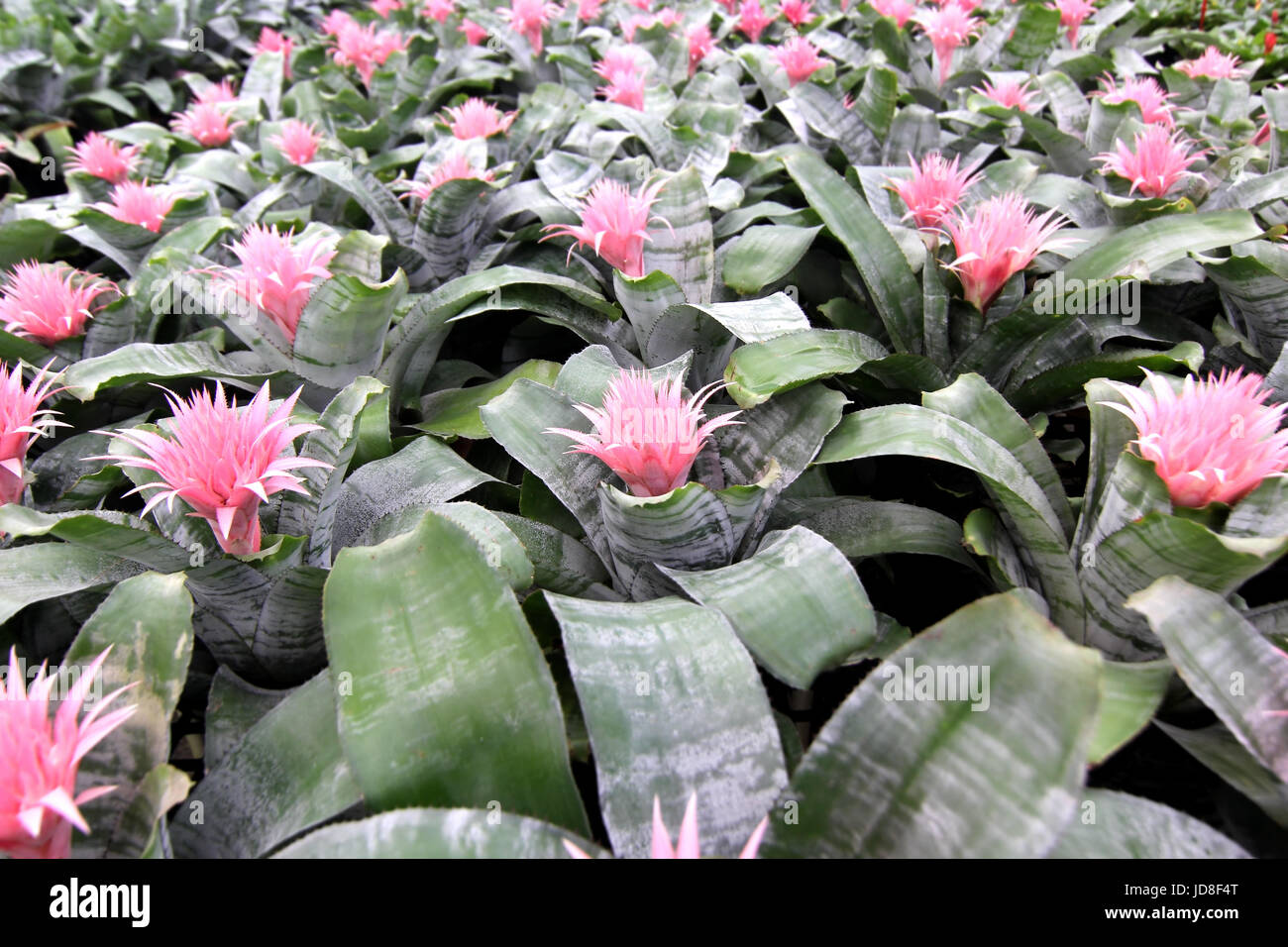 pink bromeliad guzmania magnifica flower in garden Stock Photo