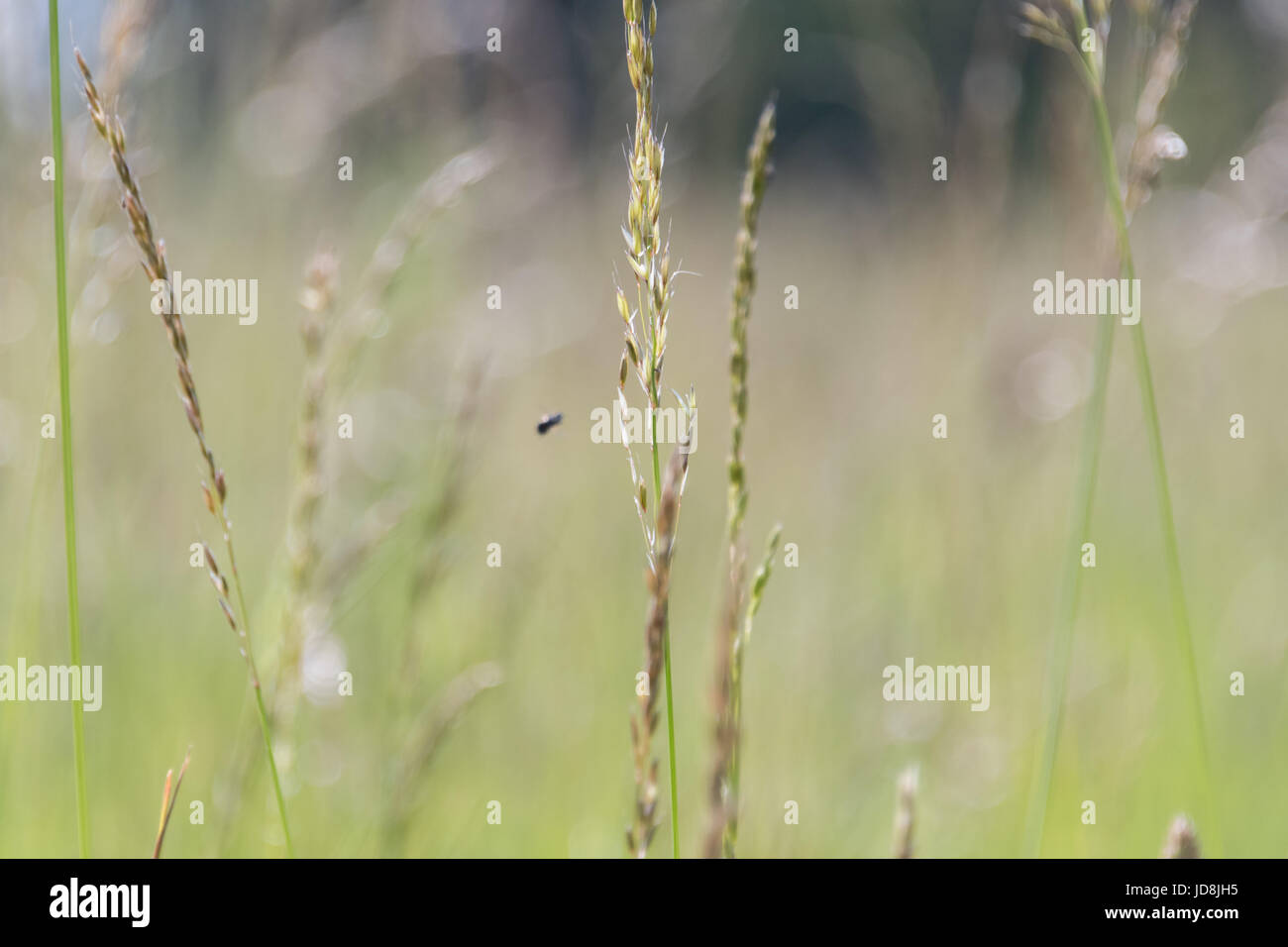 Wavy Grass Field High Resolution Stock Photography and Images - Alamy