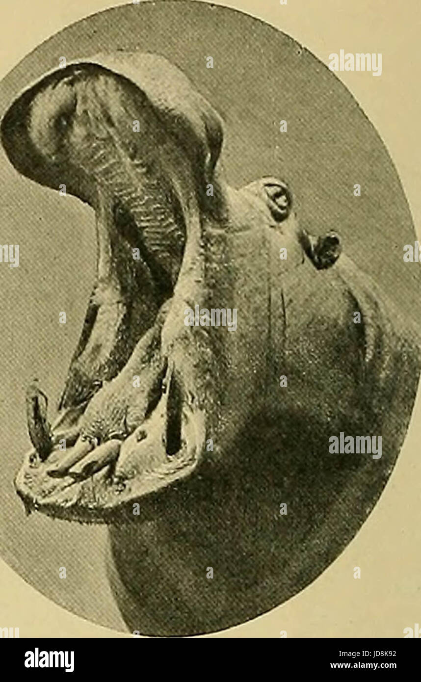 'Animal Life and the World of Nature; A magazine of Natural History' (1902) Stock Photo