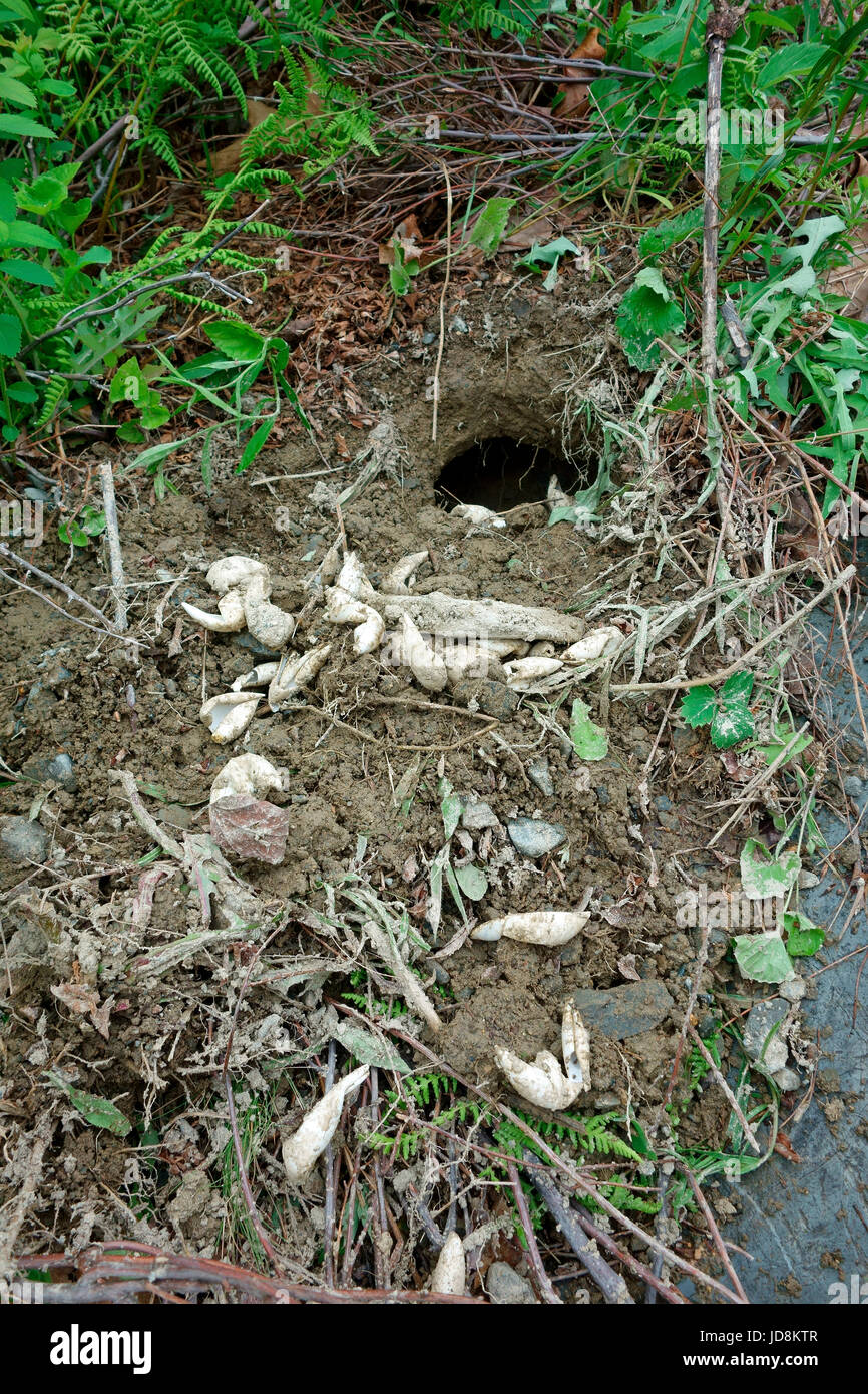 a turtle's nest and eggs predated by a raccoon Stock Photo