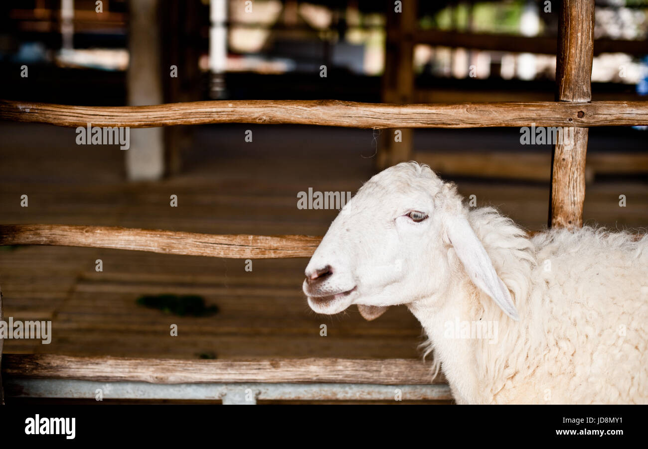 Brown and white sheep lying on the ground Stock Photo - Alamy