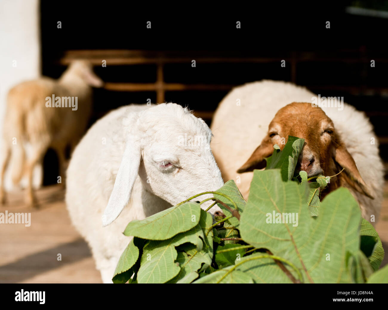Sheep eating grass in the farm Stock Photo - Alamy