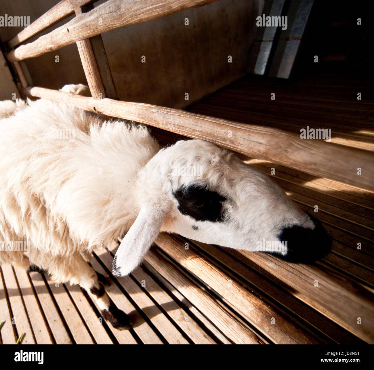 Brown and white sheep lying on the ground Stock Photo - Alamy