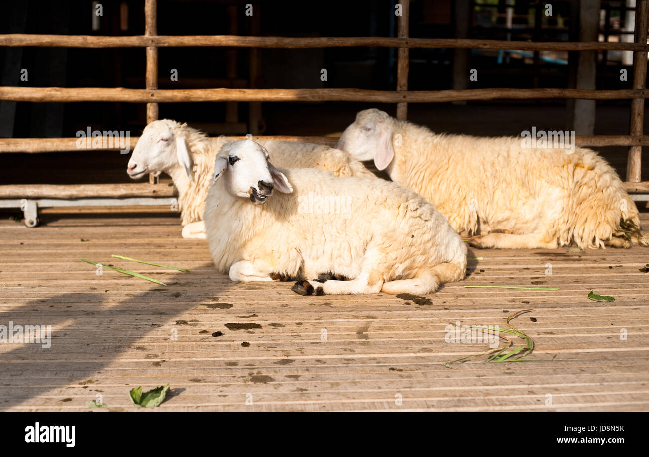 Brown and white sheep lying on the ground Stock Photo - Alamy
