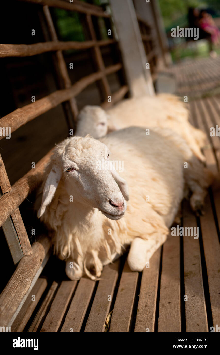Brown and white sheep lying on the ground Stock Photo - Alamy