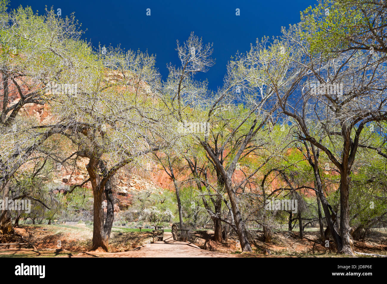 Cottonwood Trees by Fremont River Oasis in Historic Fruita District Capitol Reef National Park Utah United States Stock Photo