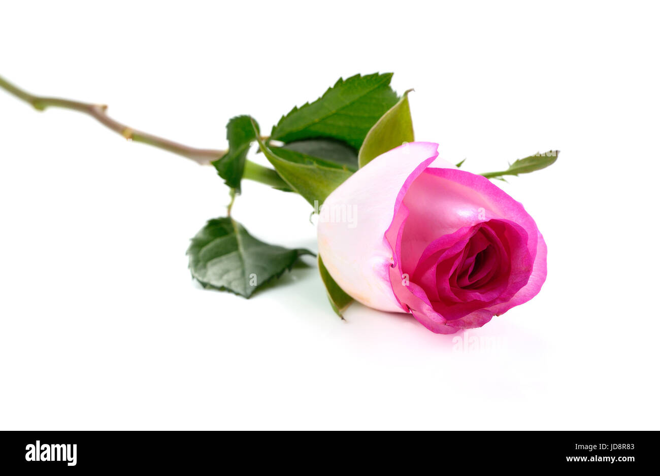 junior white trainers