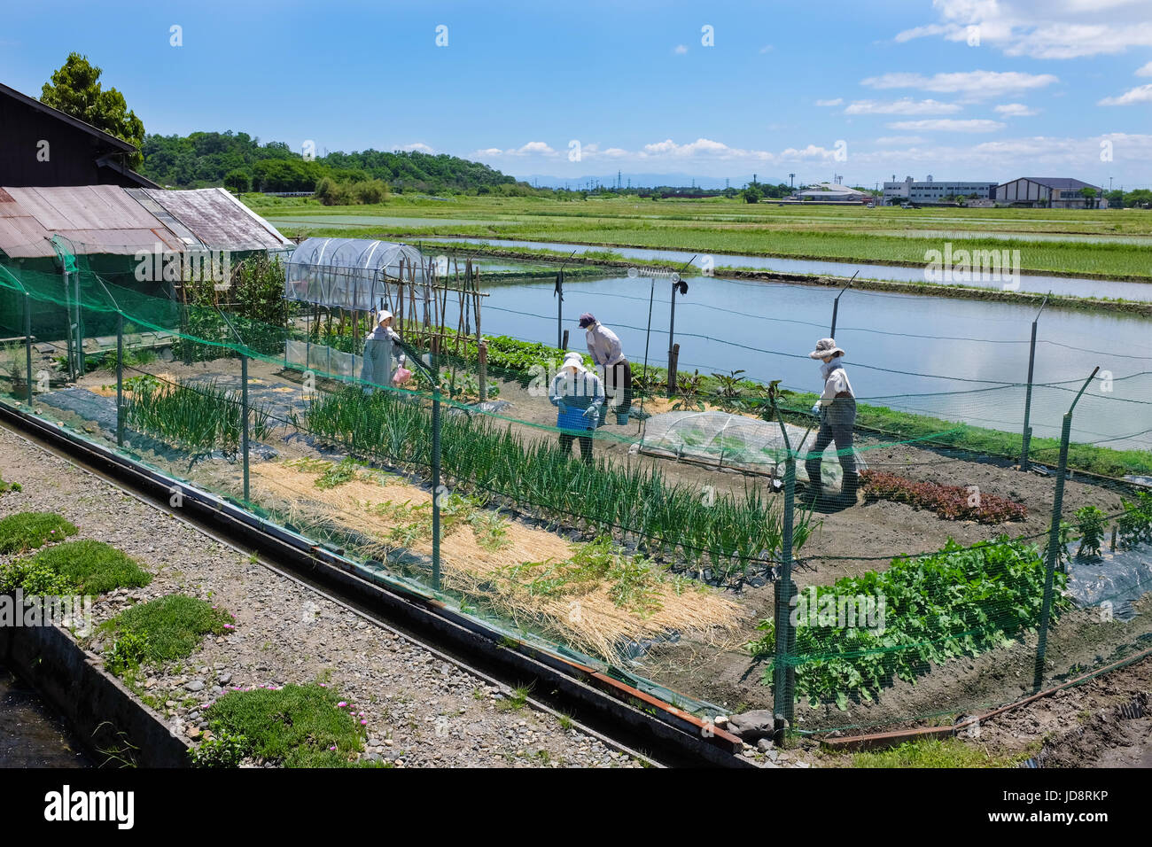 Four scarecrows placed in an allotment in Japan. Stock Photo