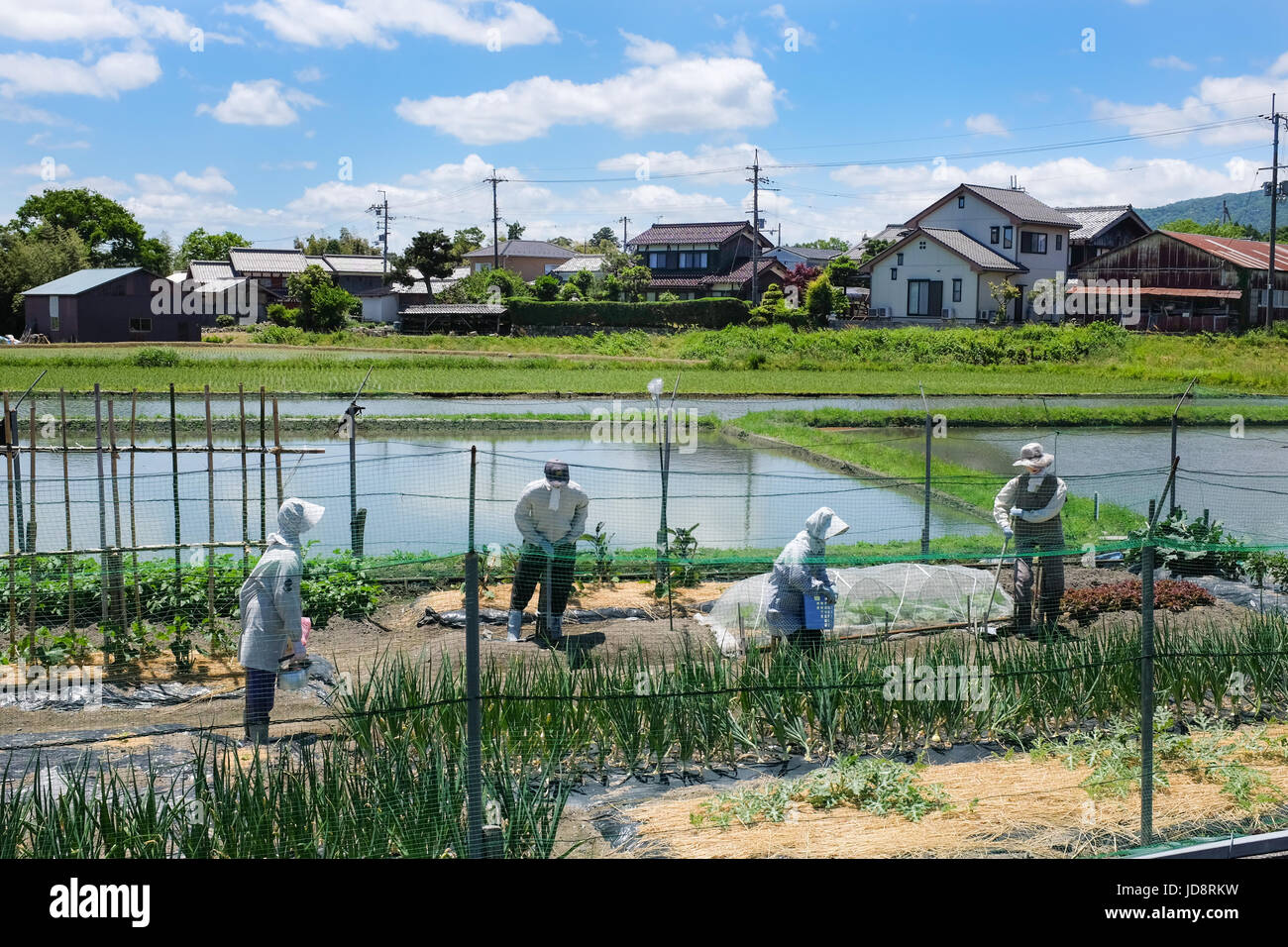 Four scarecrows placed in an allotment in Japan. Stock Photo