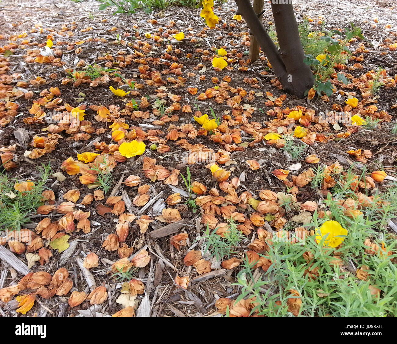 Fallen Petals from a Flannel Bush Stock Photo