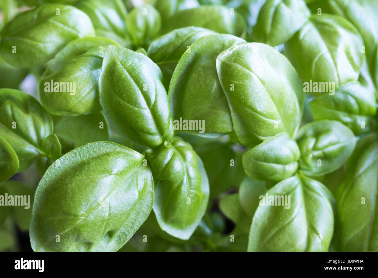 Young basil leaves hires stock photography and images Alamy