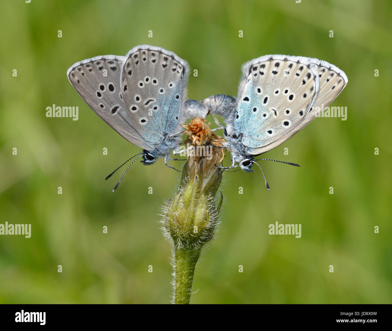 Large Blue Butterfly - Maculinea arion Pair Mating Stock Photo