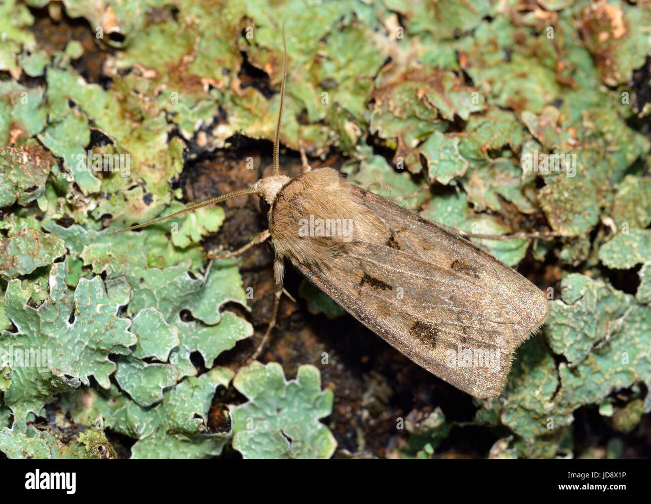 Heart And Dart Moth - Agrotis exclamatiois On Lichen covered log Stock Photo