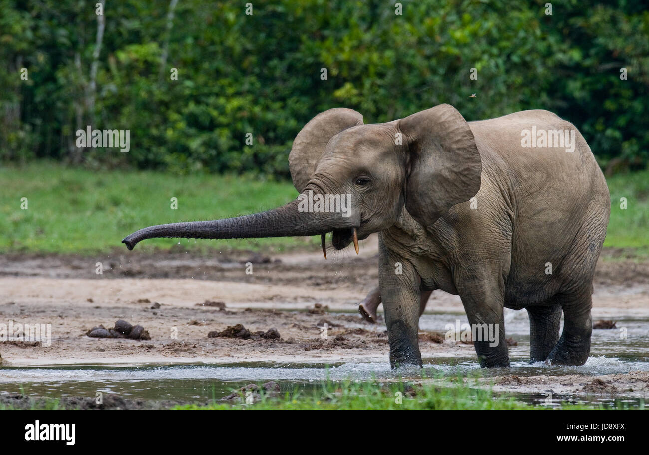 Forest elephant drinking water from a source of water. Central African Republic. Republic of Congo. Dzanga-Sangha Special Reserve. Stock Photo
