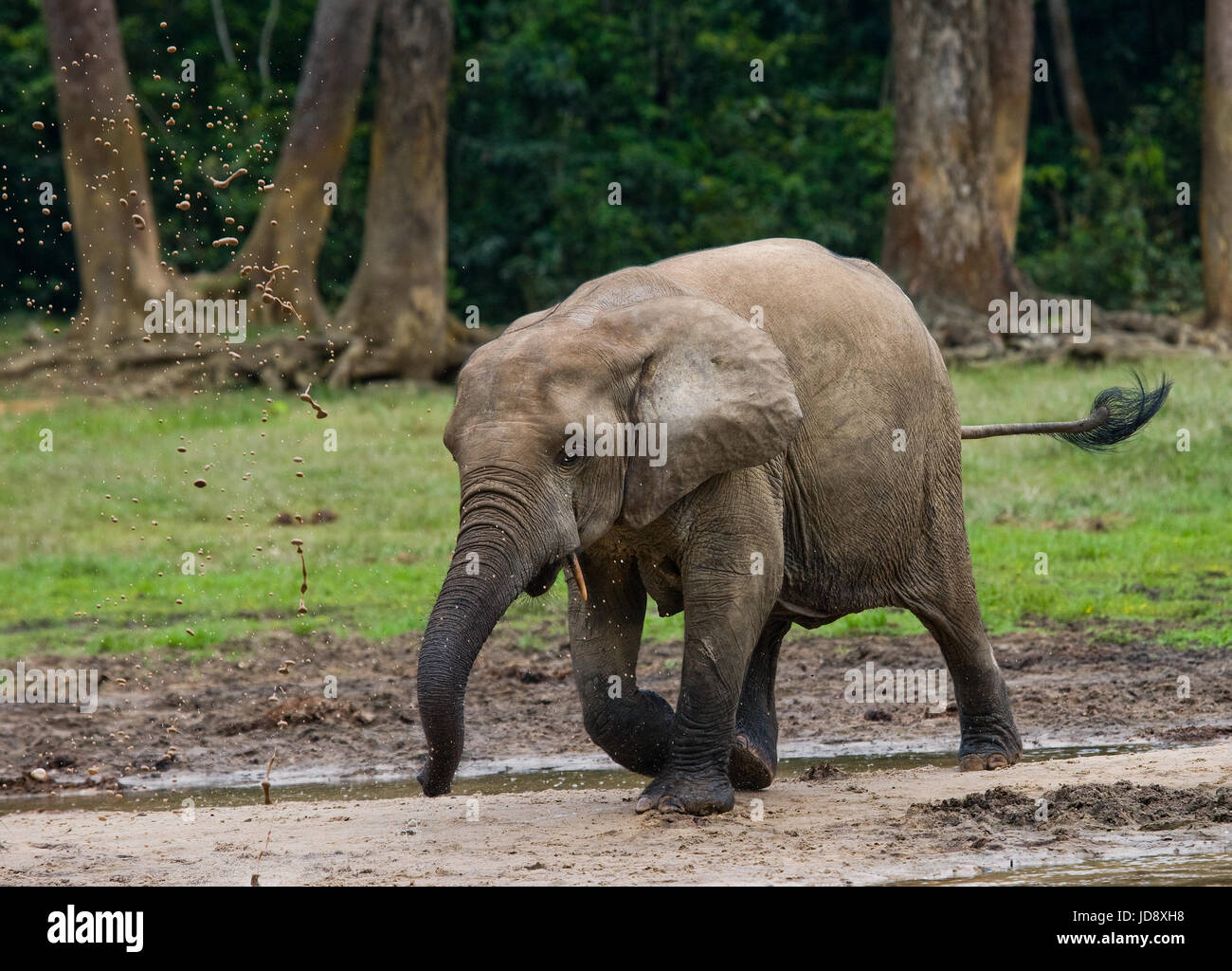 Portrait of the forest elephant. Central African Republic. Republic of Congo. Dzanga-Sangha Special Reserve. Stock Photo