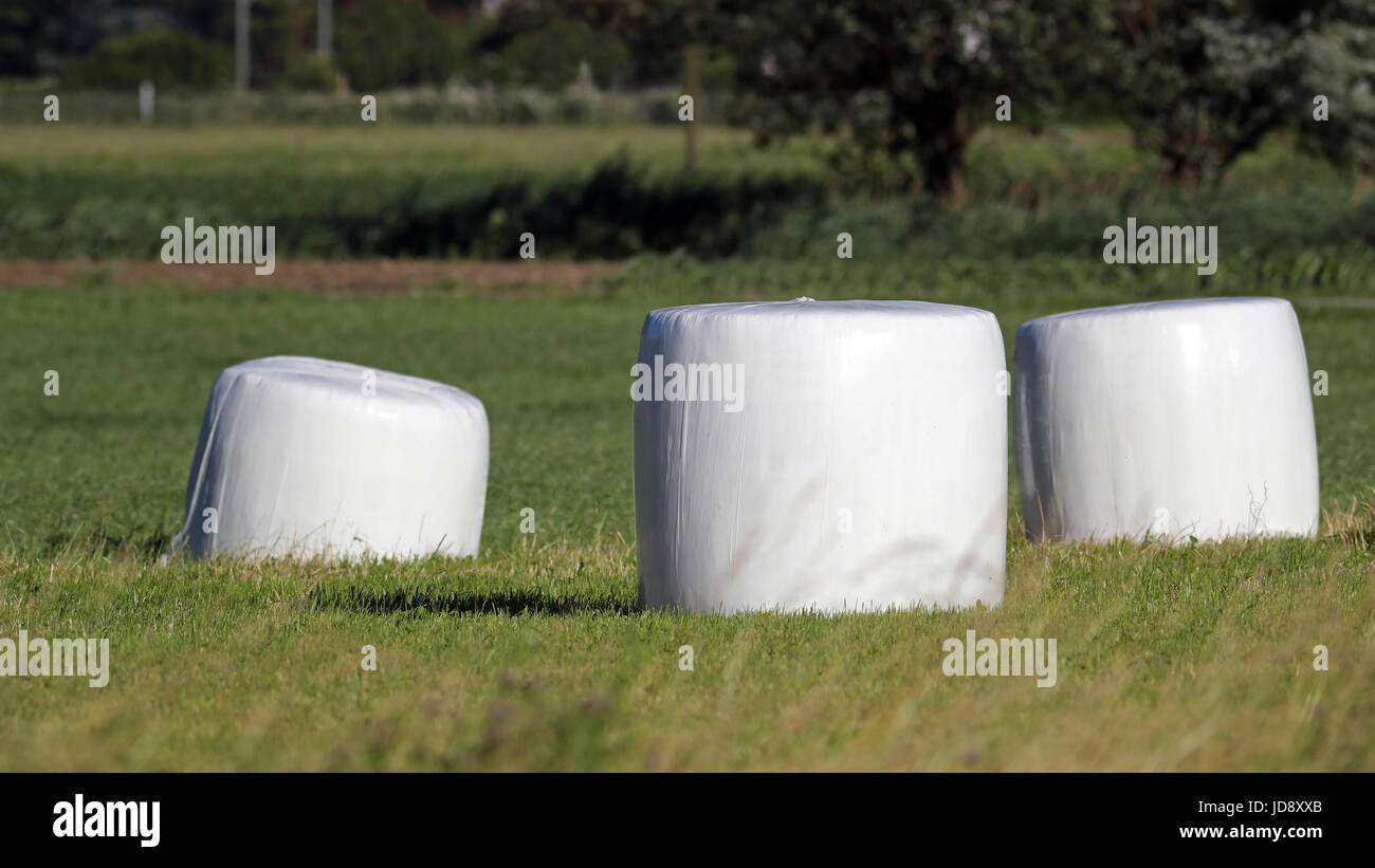Bales of hay wrapped in white plastic in a field Stock Photo