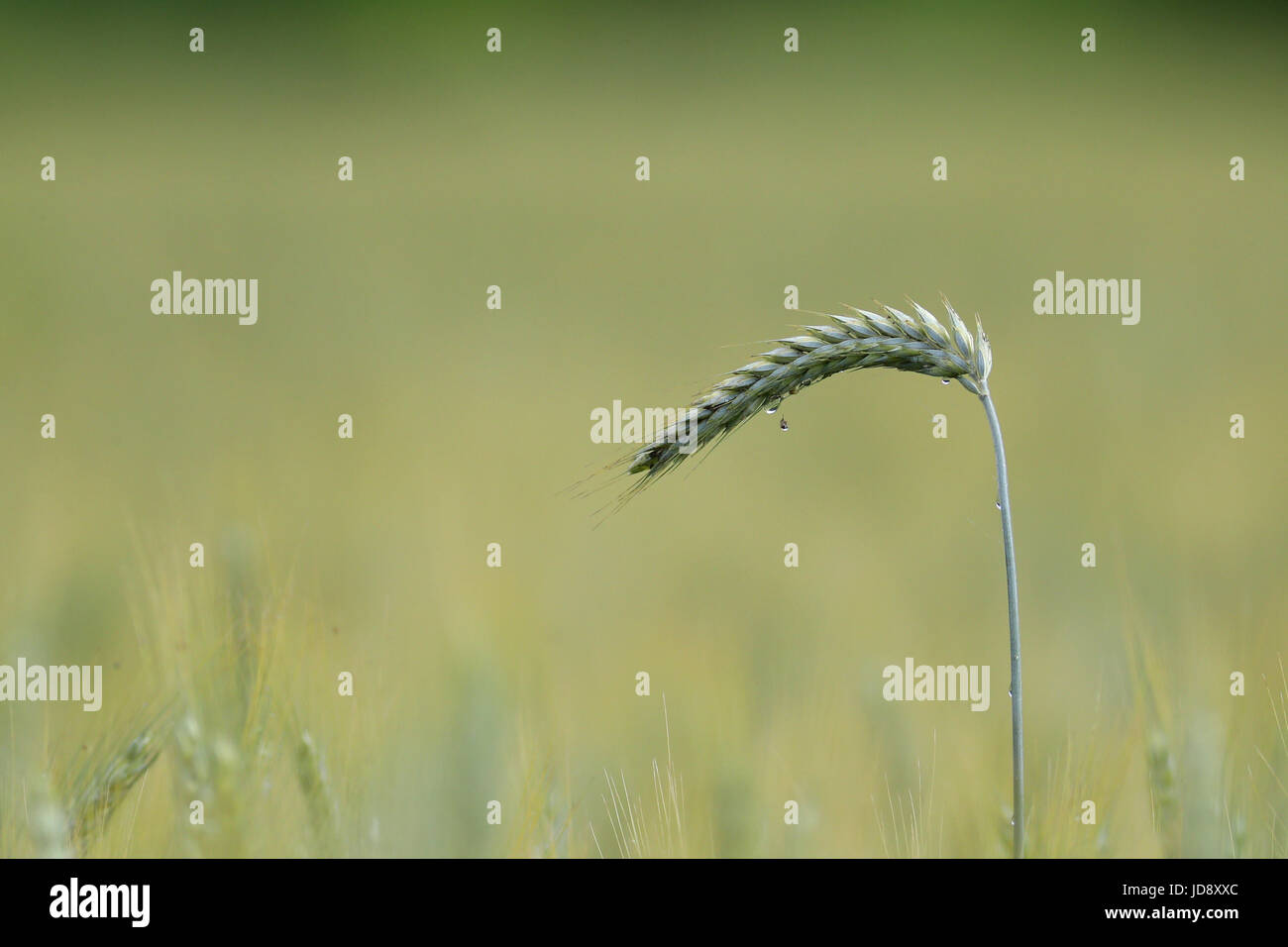 Wheat field background Stock Photo