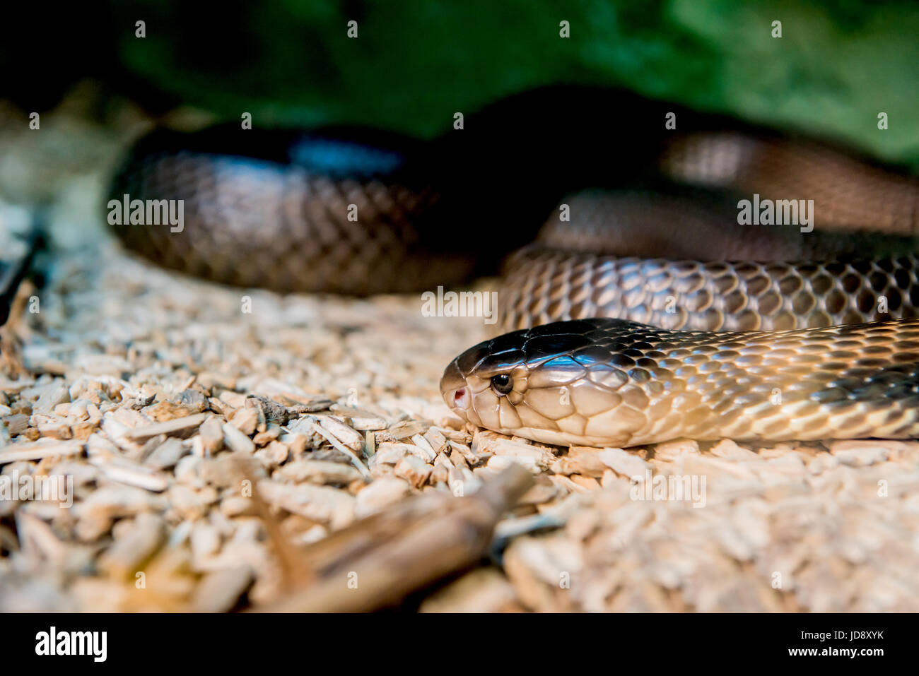 snake and serpent, long limbless reptile animal Stock Photo Alamy