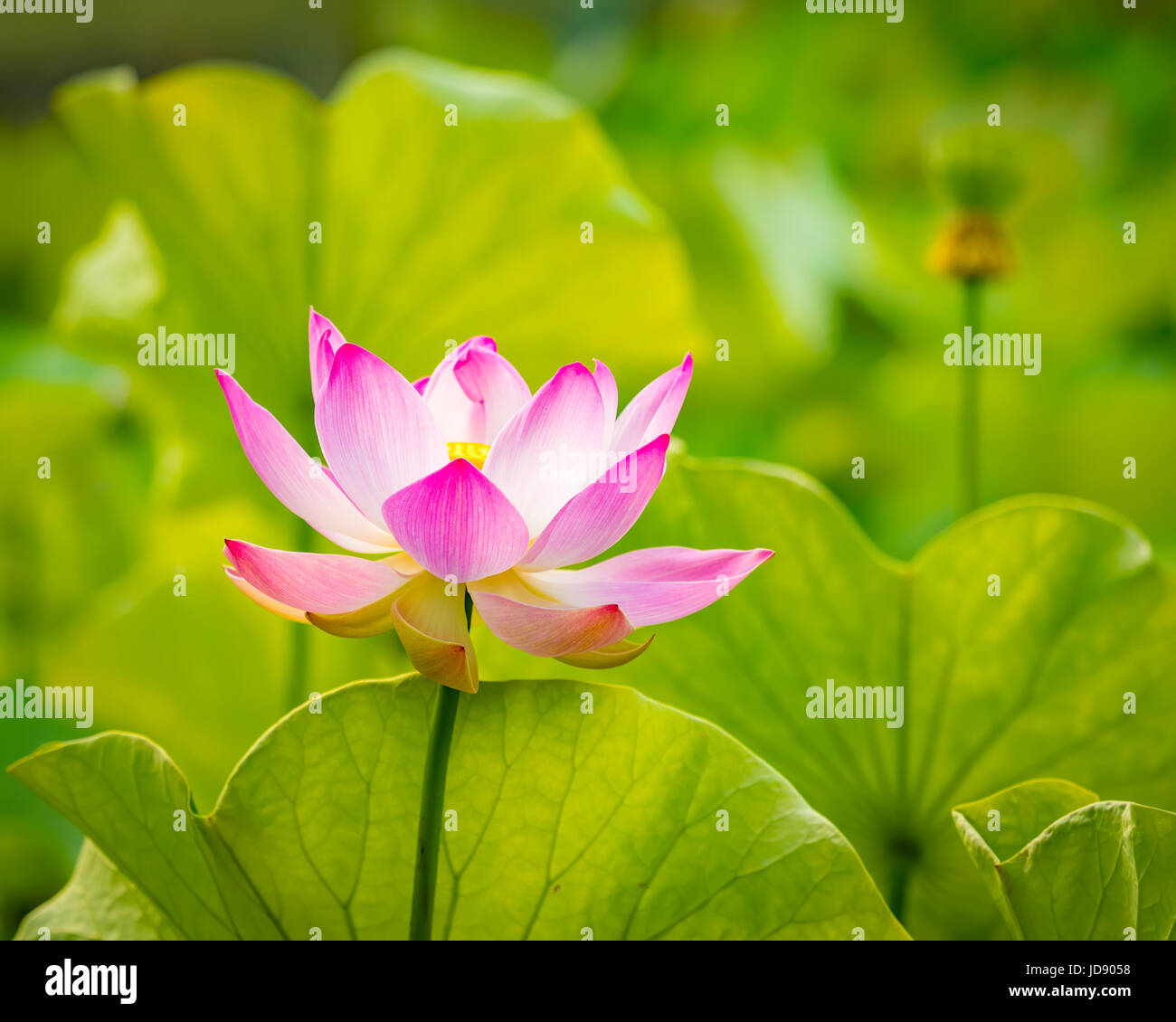 Closeup photo of the lotus flower Stock Photo Alamy