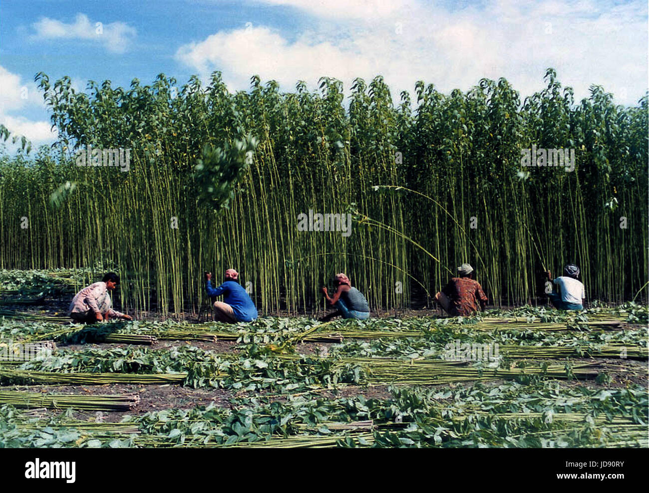 jute is called the golden fibre of bangladesh wich is largely cultivate