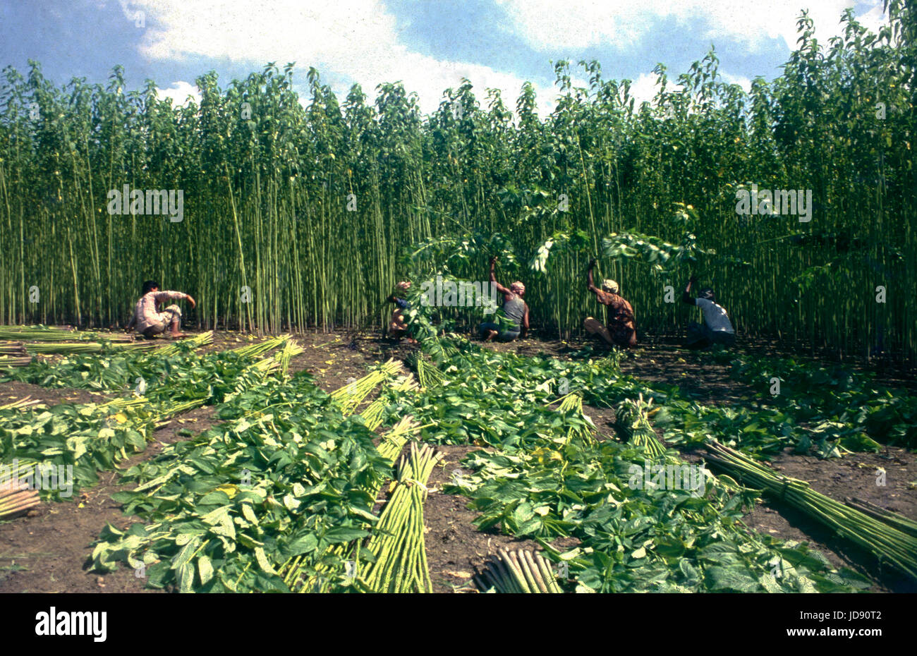 jute is called the golden fibre of bangladesh wich is largely cultivate