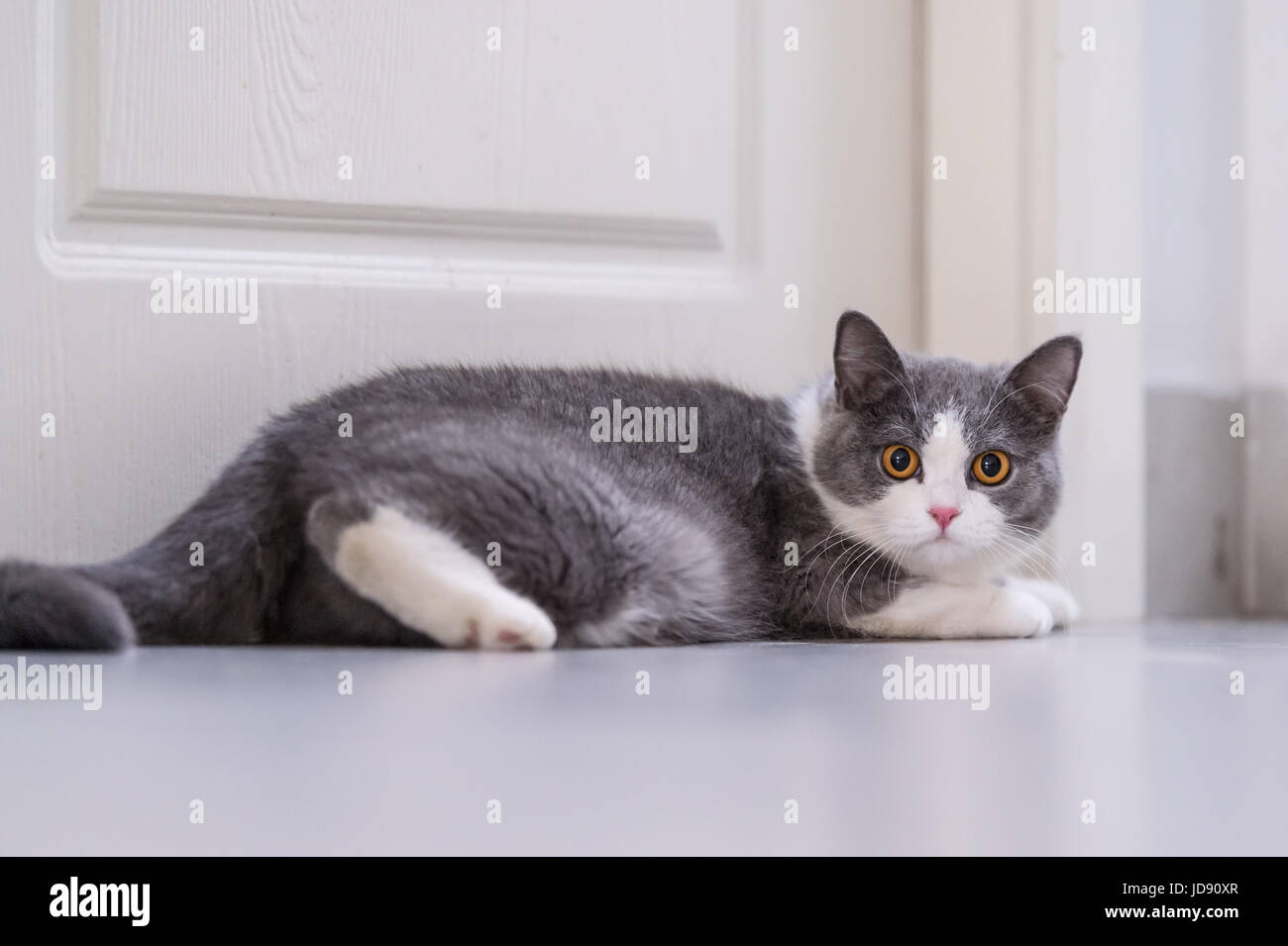 Gray British shorthair cats, indoors Stock Photo Alamy