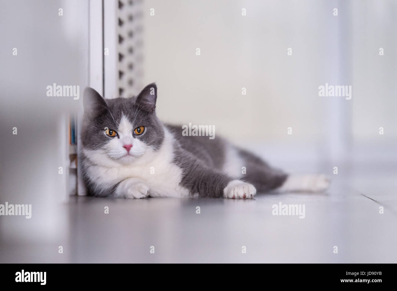 Gray British shorthair cats, indoors Stock Photo Alamy
