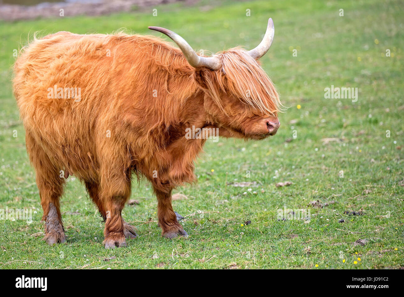 Scottish cow in a clearing Stock Photo