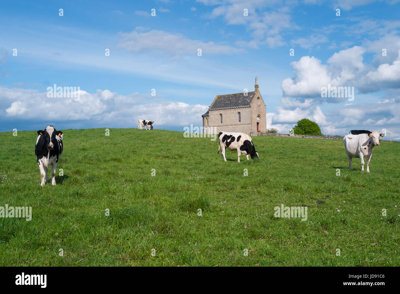 Cows on a meadow in Loire region in France Stock Photo