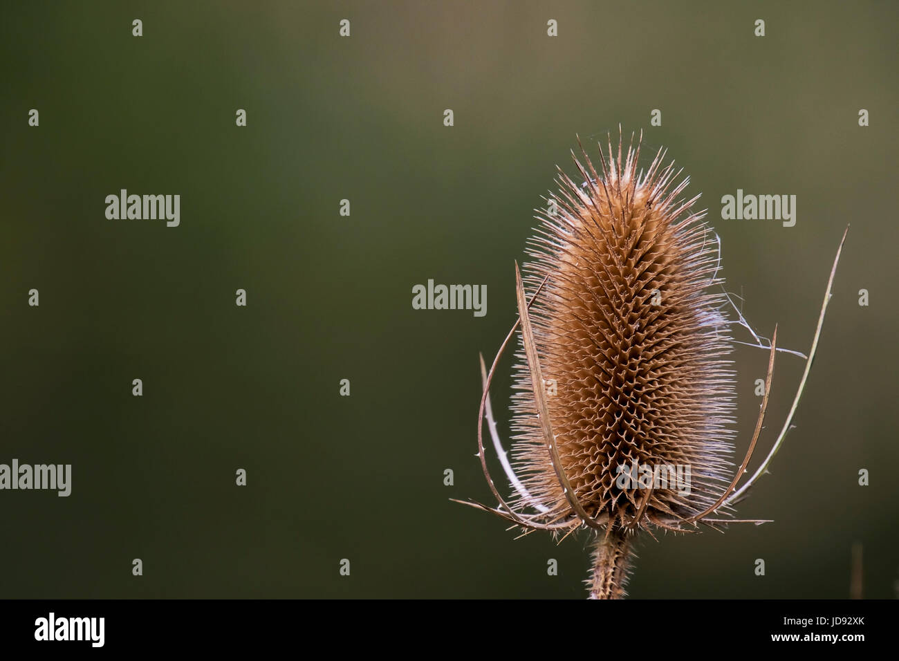 Some Autumn Teasel At the river Bank Stock Photo