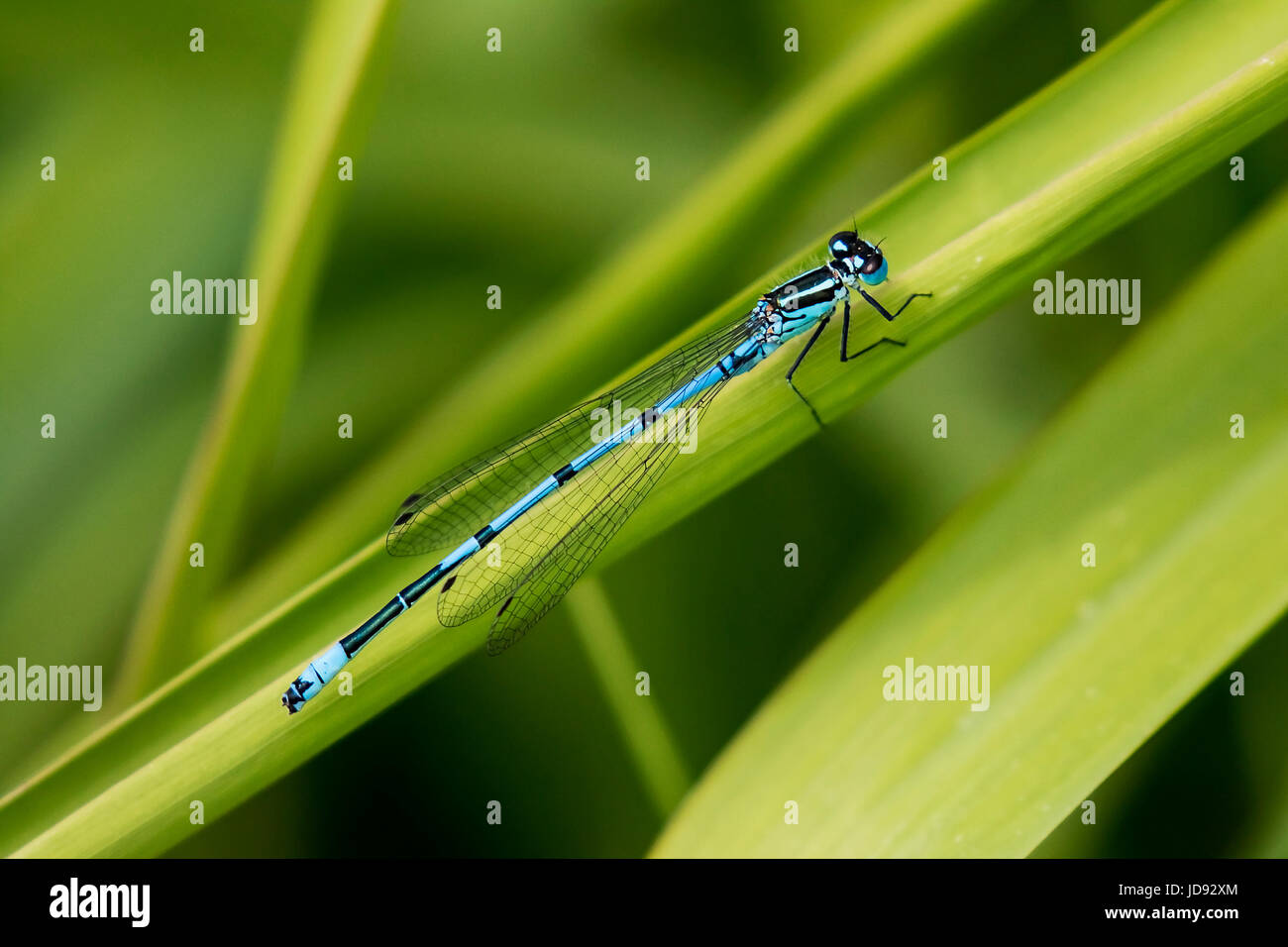 A Beautiful Azure Blue Damsel Fly on a Reed stalk Stock Photo