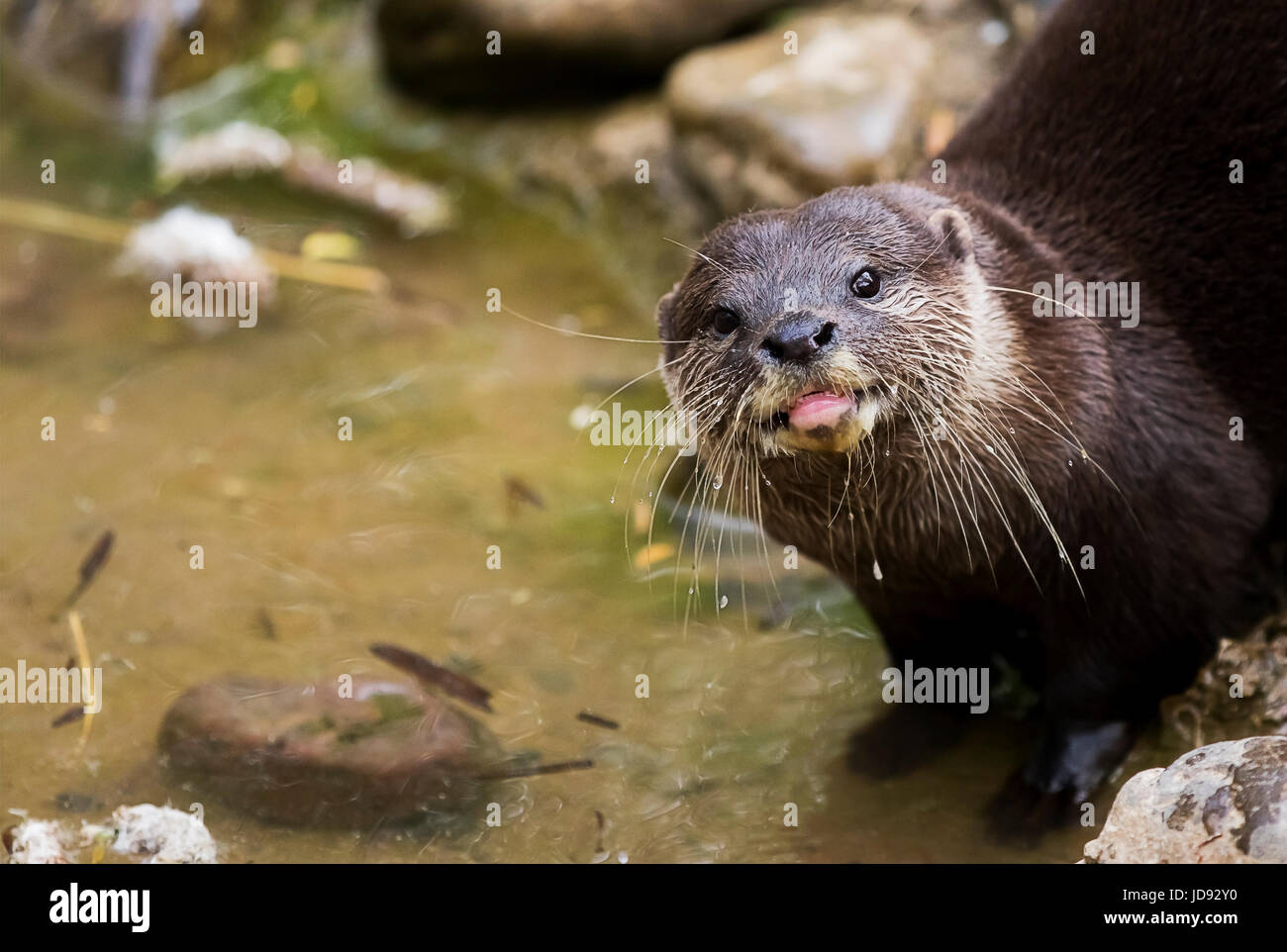 A European Otter at the River Bank Stock Photo