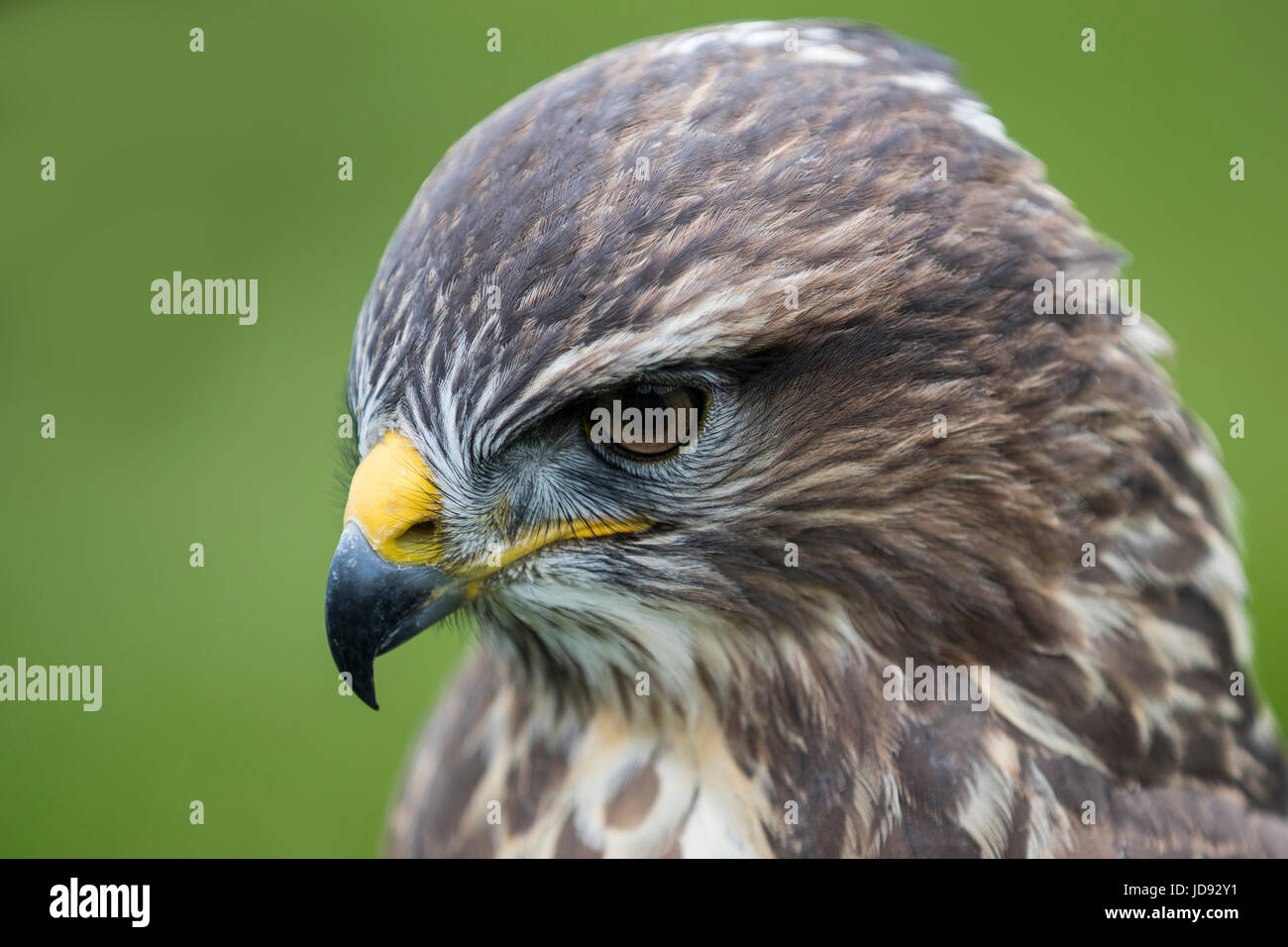This Buzzard was watching some Prey on the Ground Stock Photo