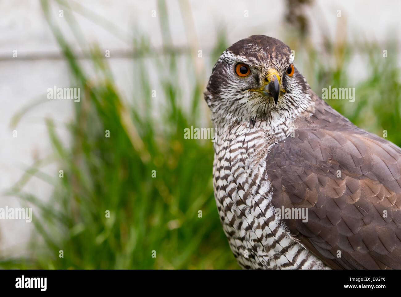 A Portrait of a Goshawk with a Piercing Stare Stock Photo