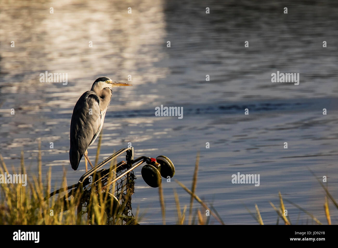 A Grey Heron using a Dumped Buggy as a Perch Stock Photo