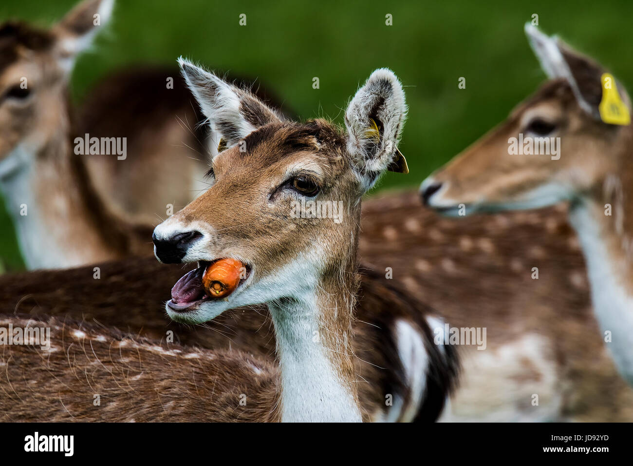 This Deer thinks it is Smoking the Carrot Stock Photo